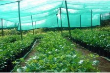 Растениеводство