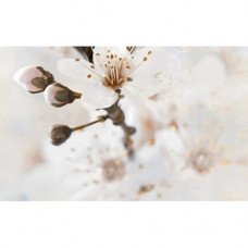 Декор Sakura №2 Beige 25x40см