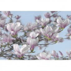 Фотообои Magnolia 8-738