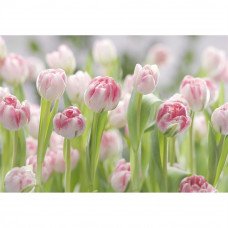 Фотообои Secret Garden 8-708