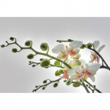 Фотообои Orchidee 1-608