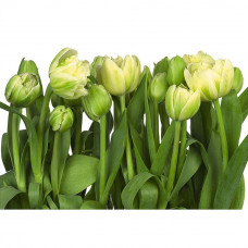 Фотообои Tulips 8-900