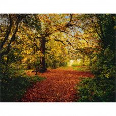 Фотообои Autumn Forest 8-068