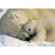 Фотообои Polar Bears 1-605