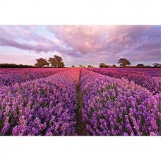 Фотообои Lavendel 1-615