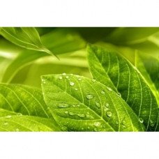 Декор Relax №1 Green 25x40см