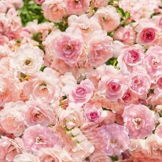 Фотообои Rosa 8-937