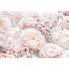 Фотообои Spring Roses 8-976 368x254см