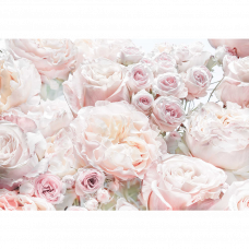 Фотообои Spring Roses 8-976 368х254см