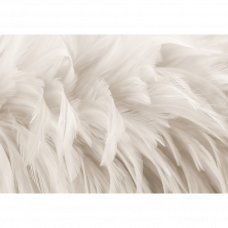 Фотообои Consalnet 15279V8 368x254см