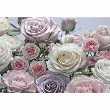 Фотообои Floraison 8-736 368х254см