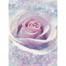 Фотообои Rose XXL2-020 184x248см